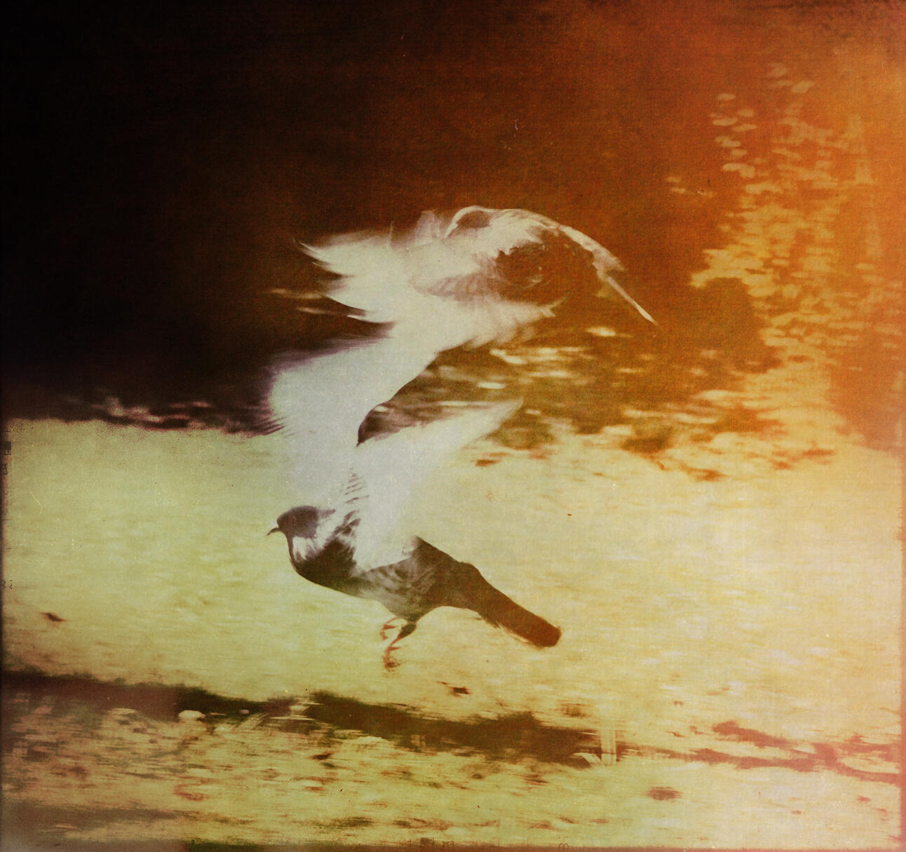 s/t fotografía digital para disco "La Caminante" Florencia Lira, 2015